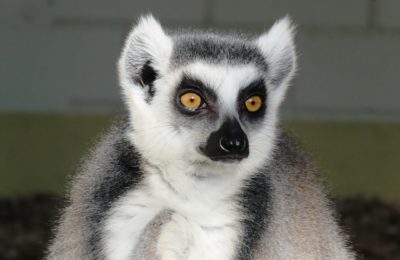 lemur-1235544_1920